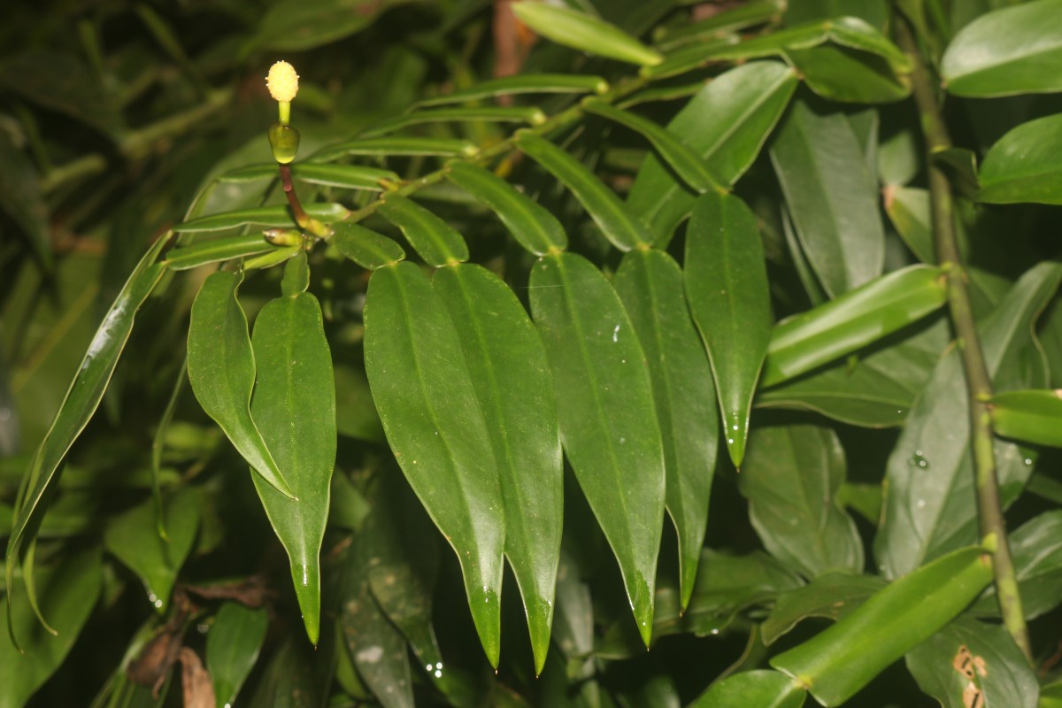 Pothos hookeri Schott